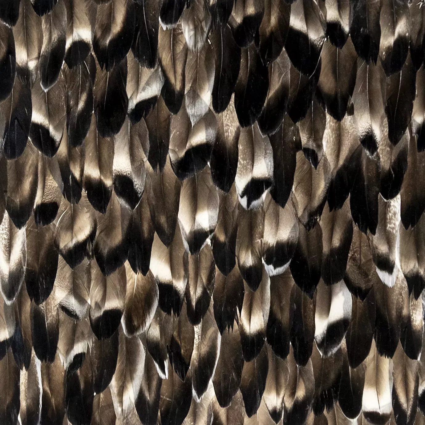 A dense arrangement of black and tan feathers creates a textured, smoky gradient effect across the image.