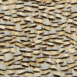 Tartan Faucon Feathers