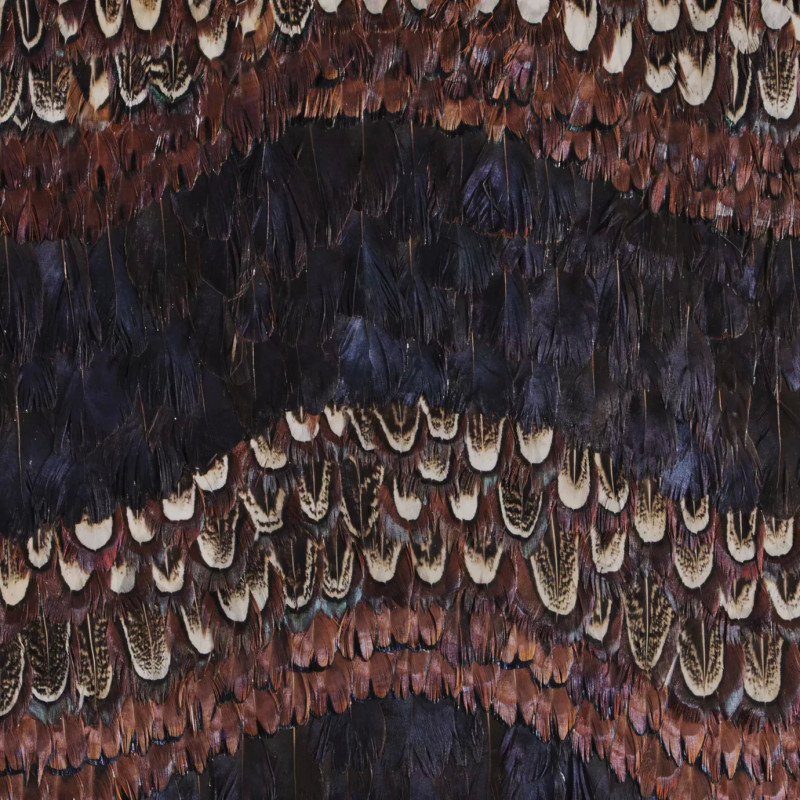 Peacock And Pheasant Purple Feathers Peacock And Pheasant Purple Feathers