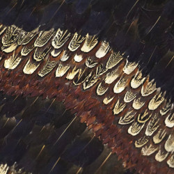 Peacock And Pheasant Purple Feathers
