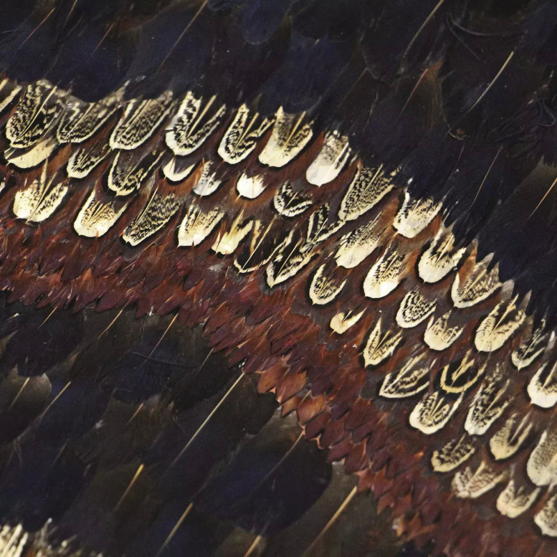 Peacock And Pheasant Purple Feathers