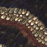 Peacock And Pheasant Purple Feathers