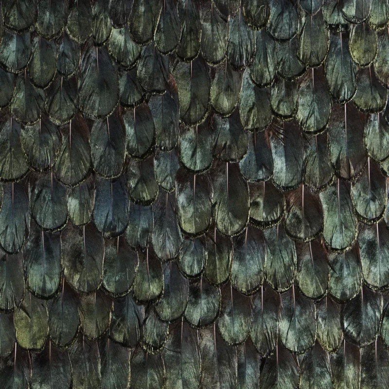 Iridescent Peacock Feathers Iridescent Peacock Feathers