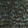 Iridescent Peacock Feathers