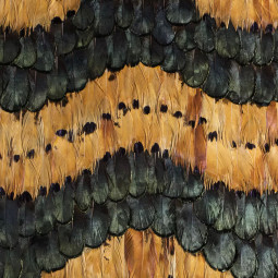 Peacock And Pheasant Caramel Feathers