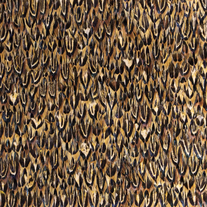 Quail Feathers Quail Feathers